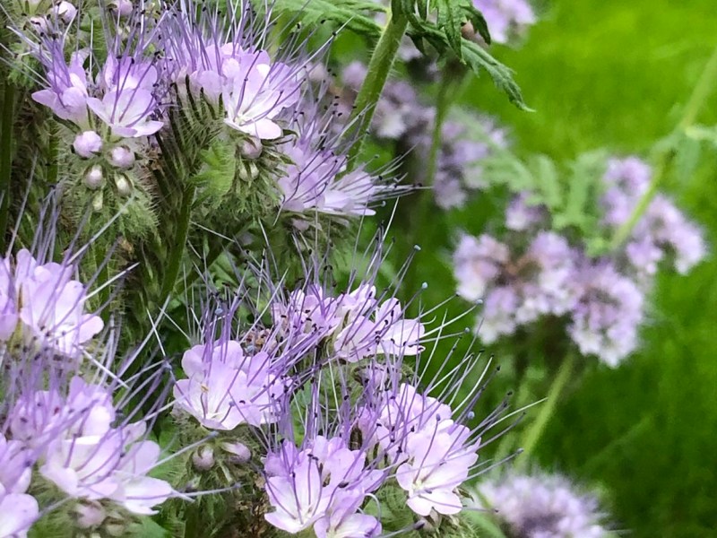 Bitte entschuldigen Sie meine&nbsp;Absenz