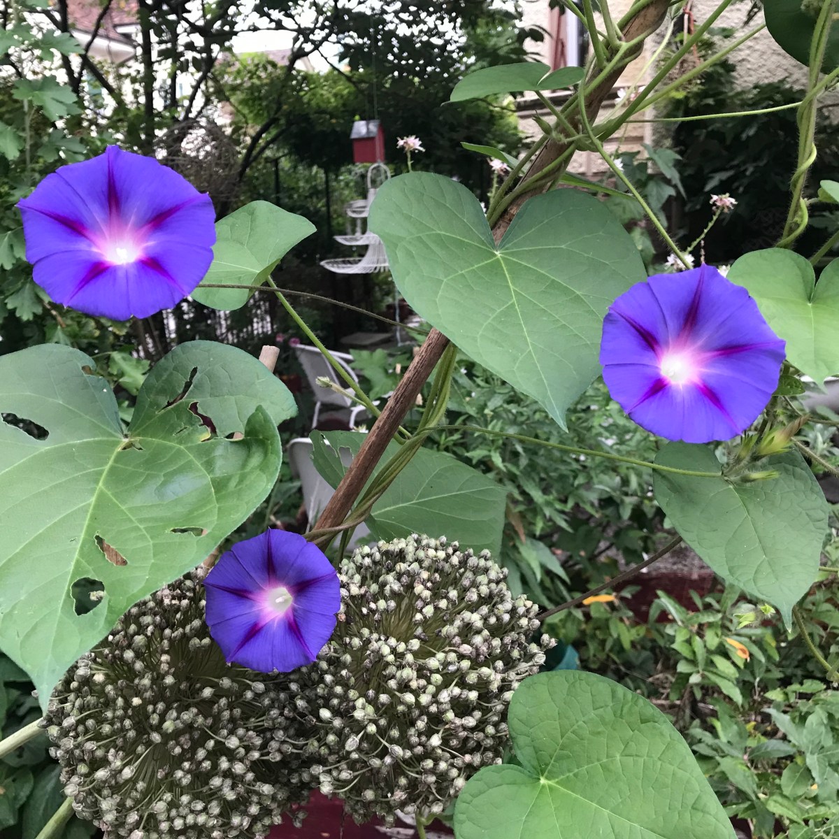 Ein Rüpel in der heilen&nbsp;Gartenwelt